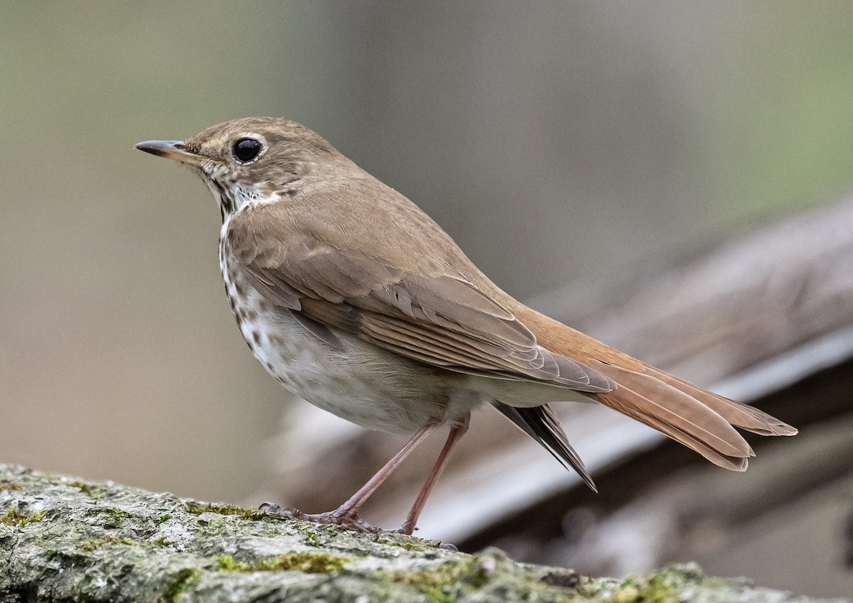 Hermit Thrush - ML634529856