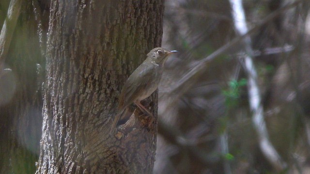 Hermit Thrush - ML634529870