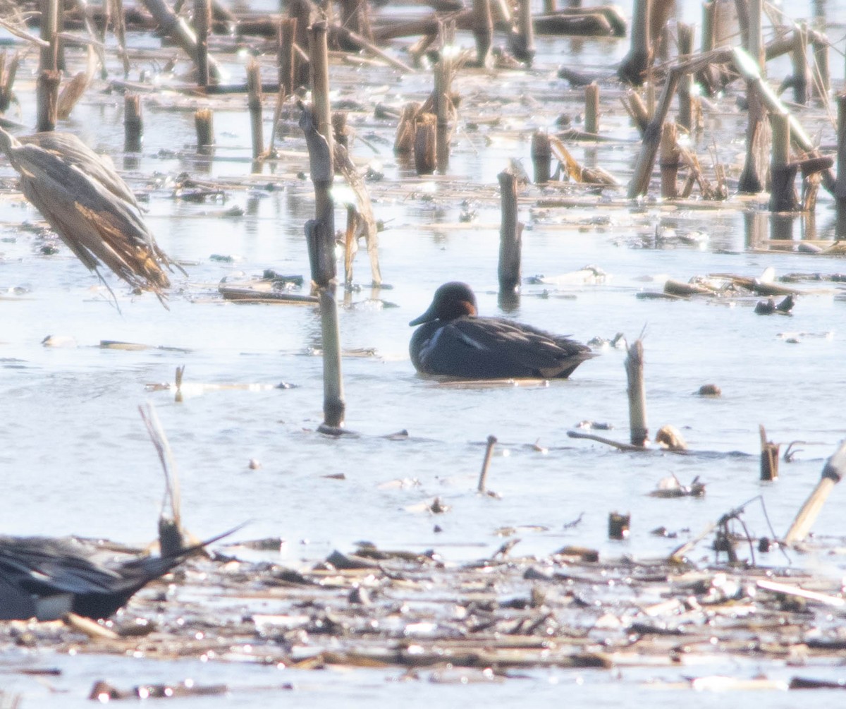 čírka obecná (ssp. crecca x carolinensis) - ML634529872