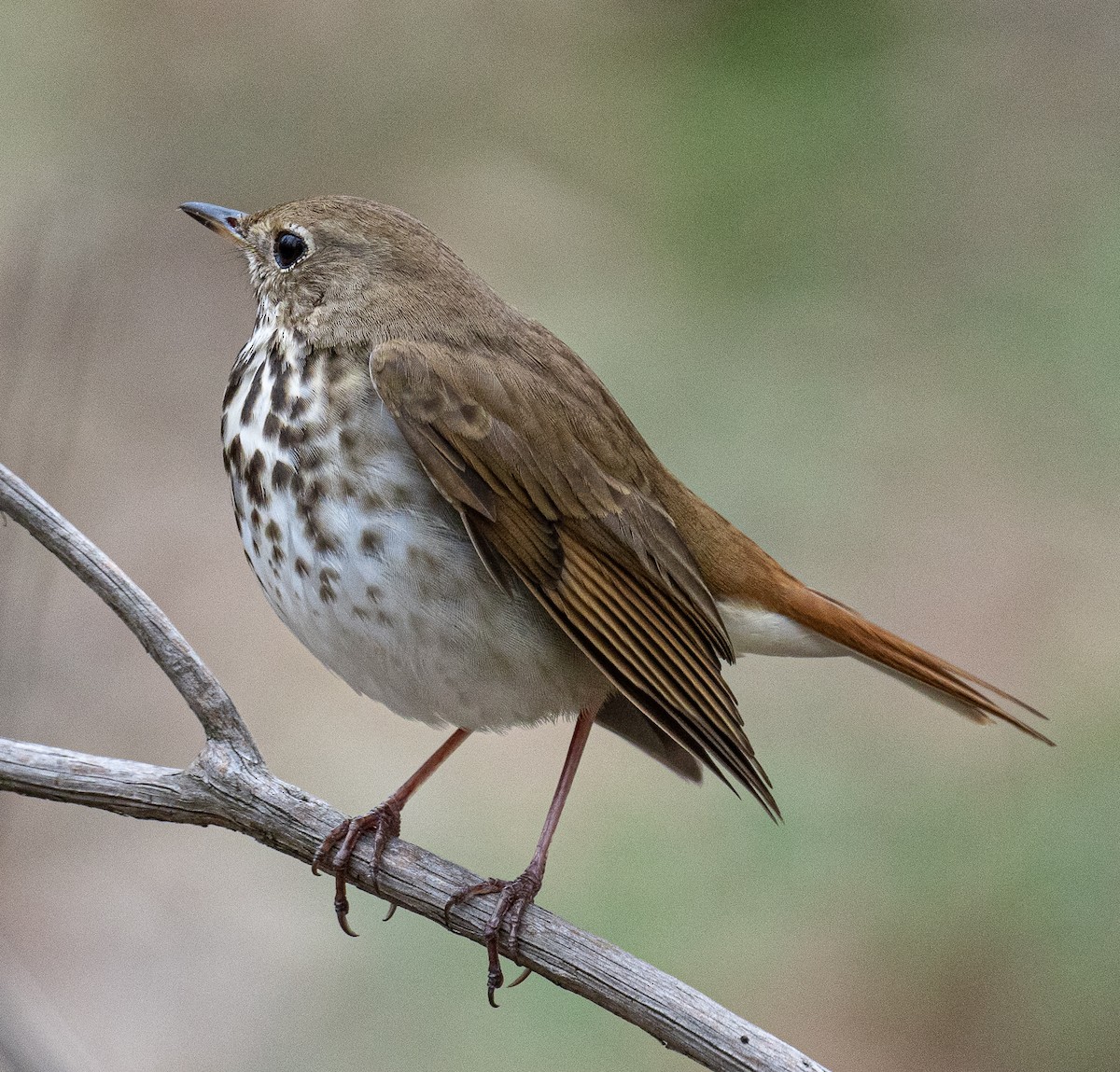 Hermit Thrush - ML634529883