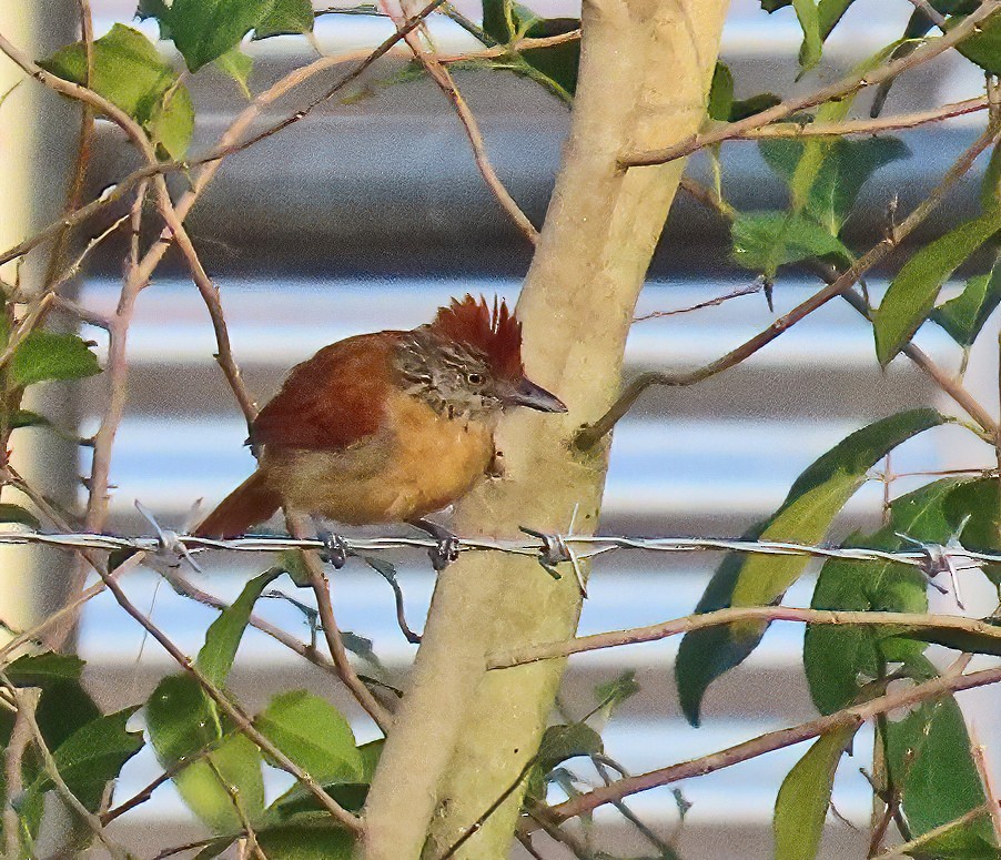 Barred Antshrike - ML634529893