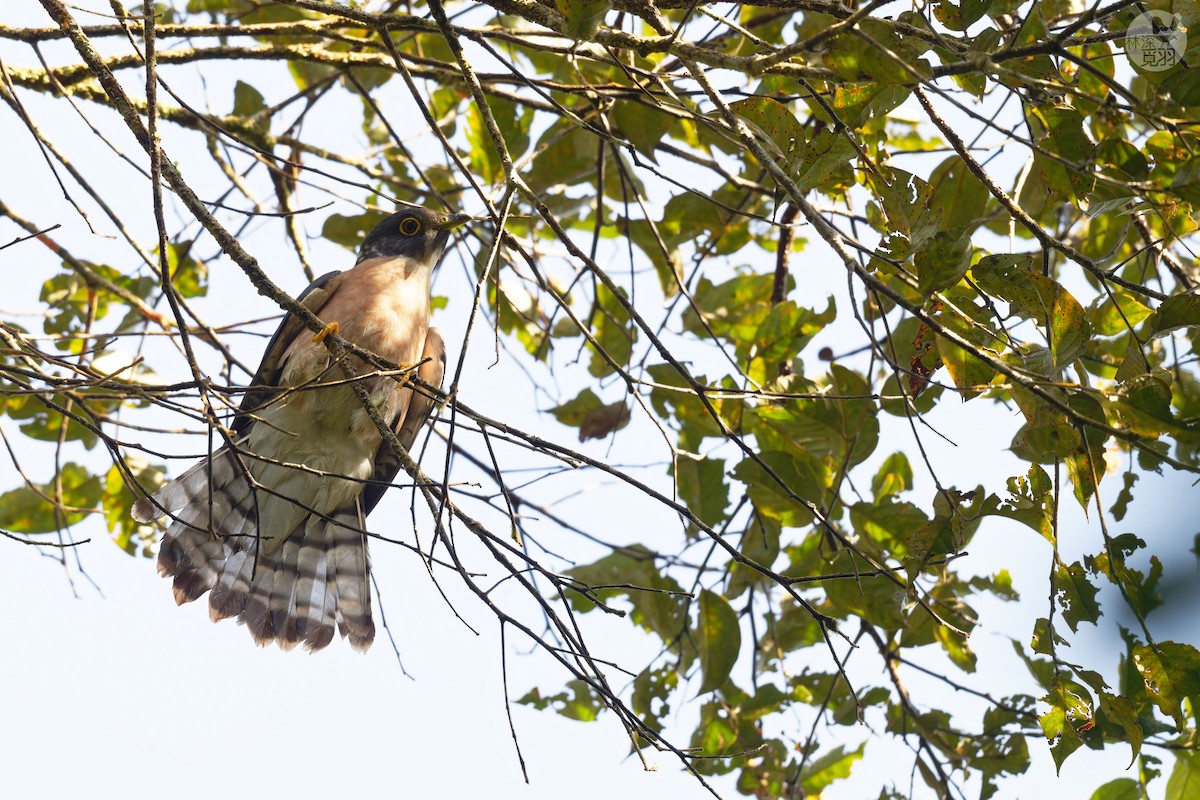 Northern Hawk-Cuckoo - ML634529934