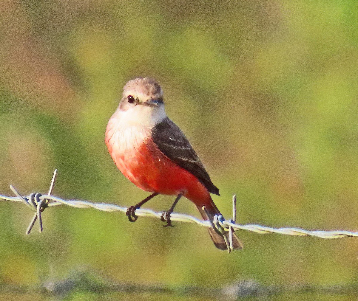 Vermilion Flycatcher - ML634529951