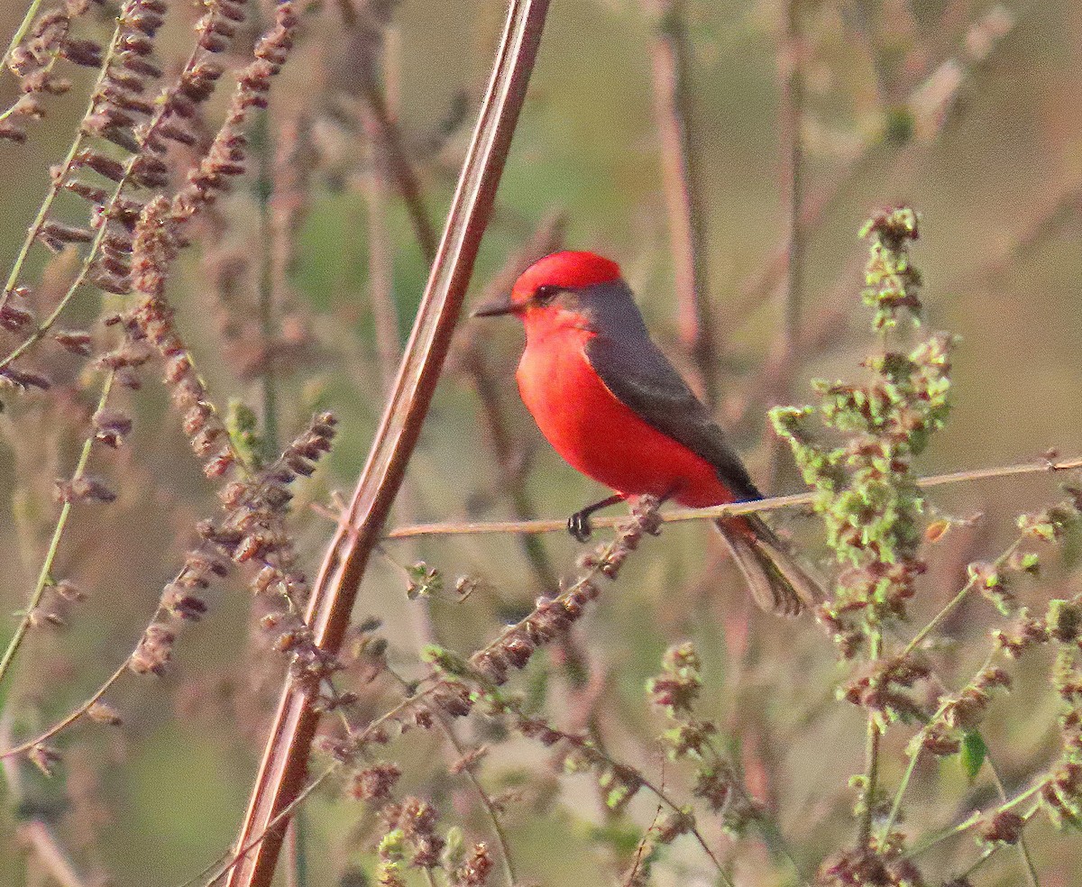 Vermilion Flycatcher - ML634529966