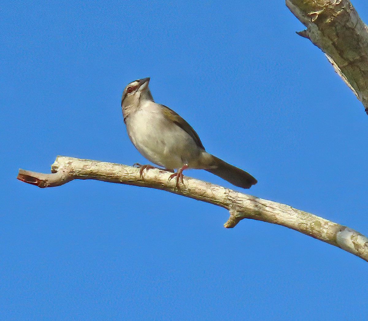 Olive Sparrow - ML634530022