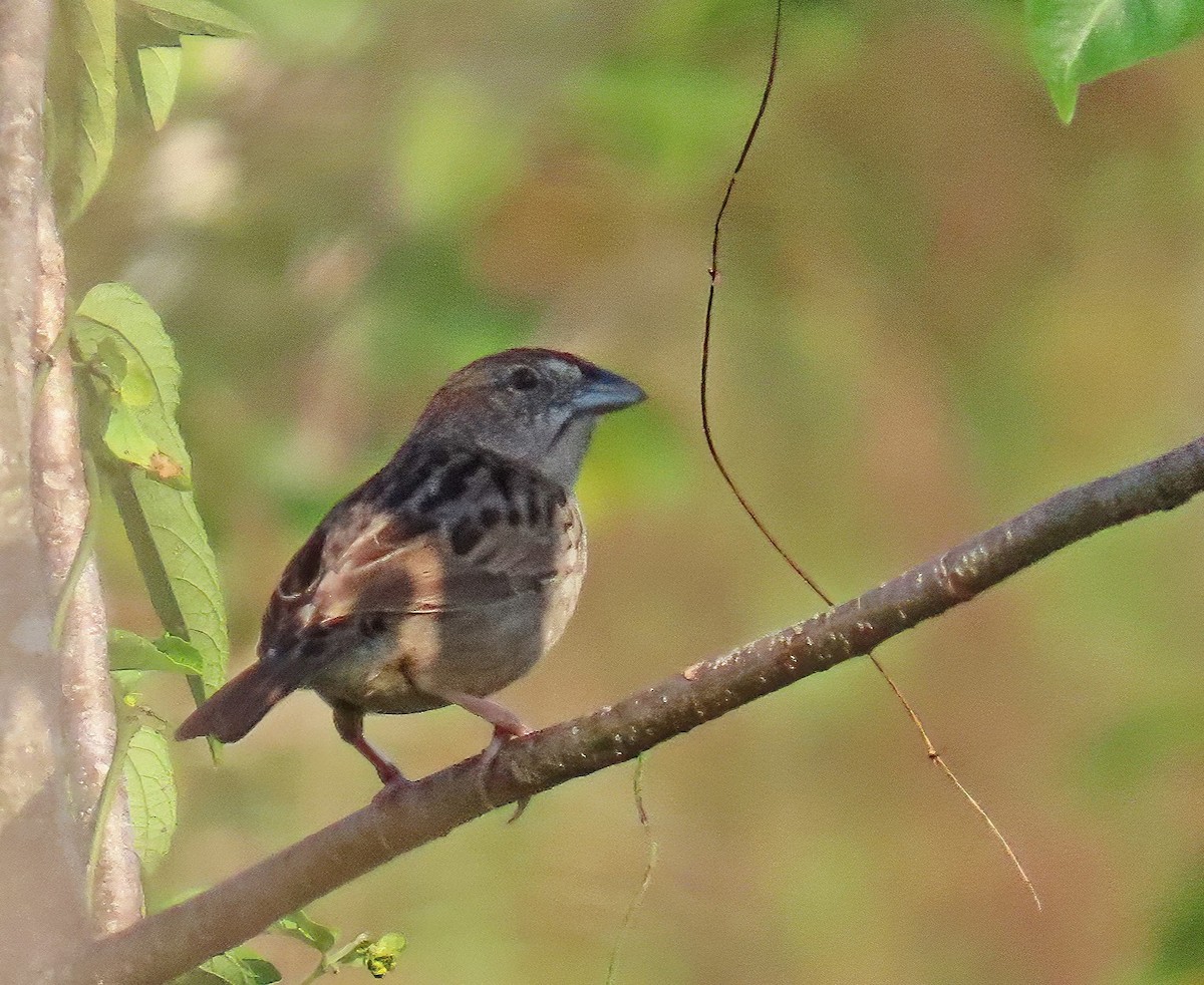 Botteri's Sparrow - ML634530108