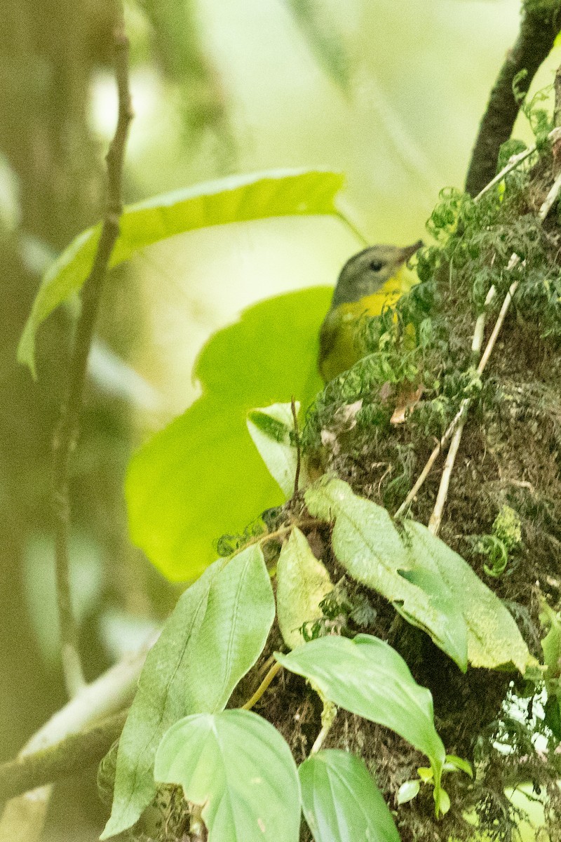 gyllenkroneparula - ML634530109