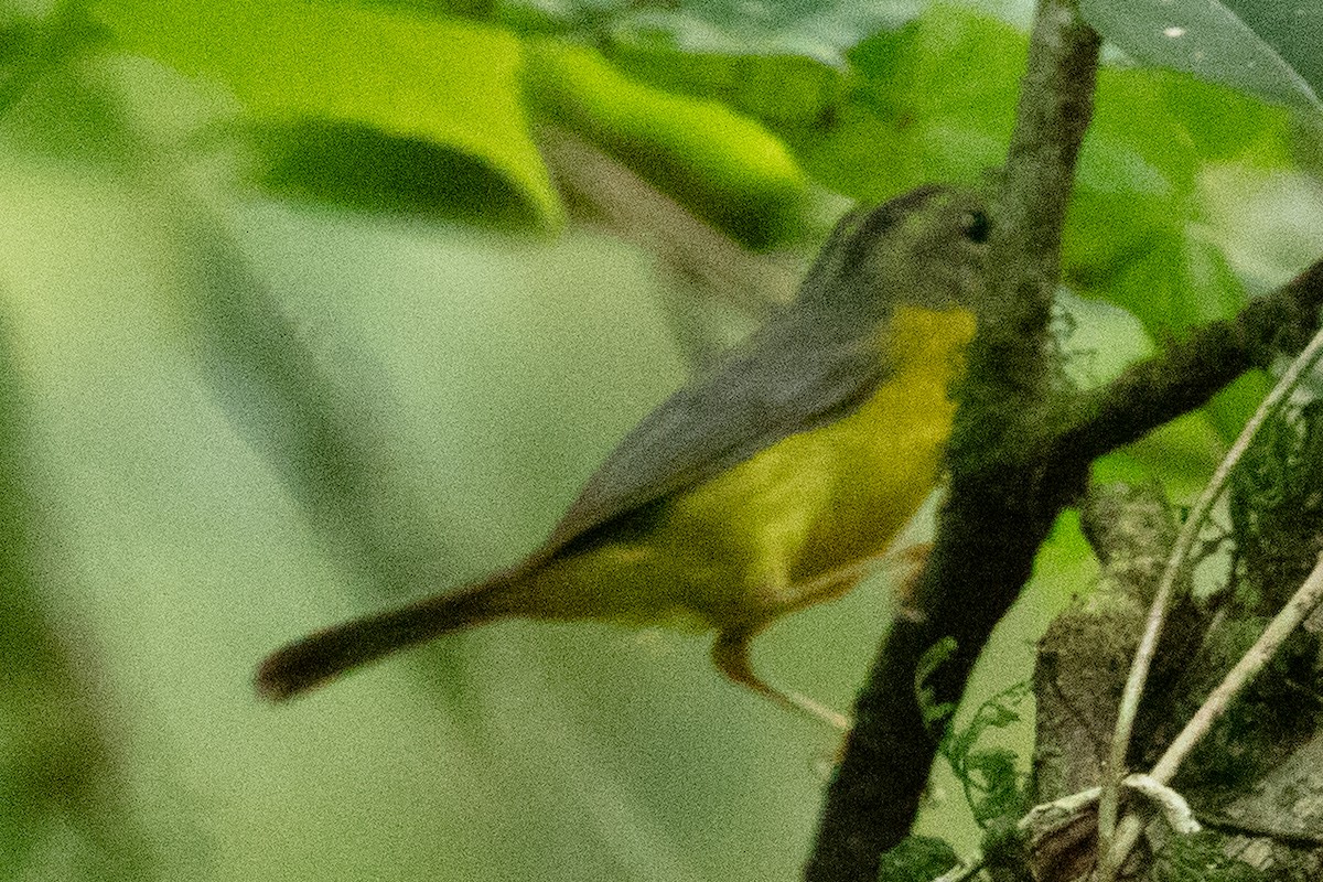 gyllenkroneparula - ML634530110