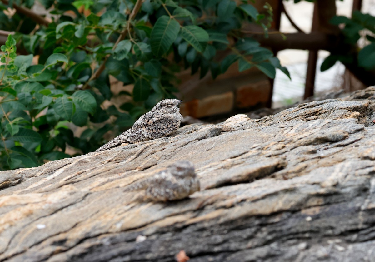 Pygmy Nightjar - ML634530152