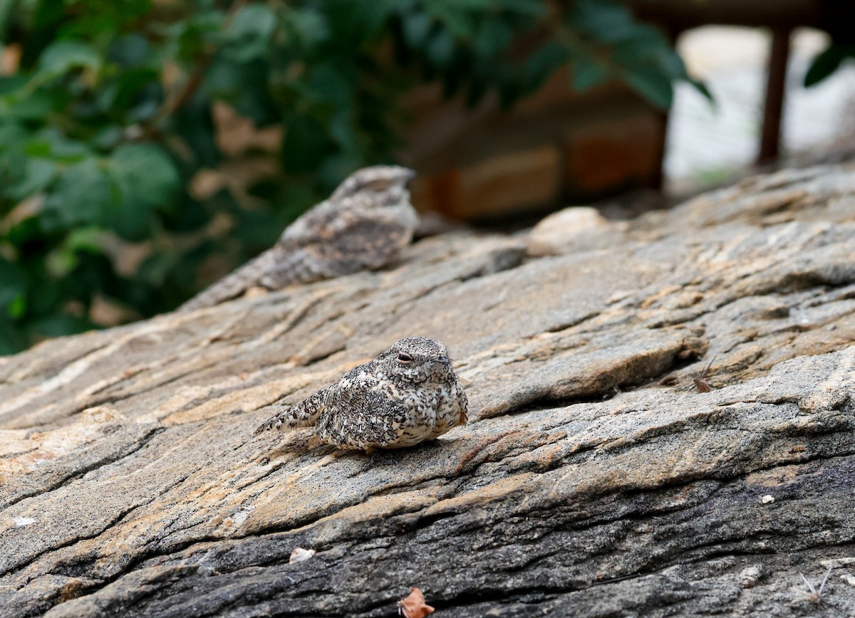 Pygmy Nightjar - ML634530153