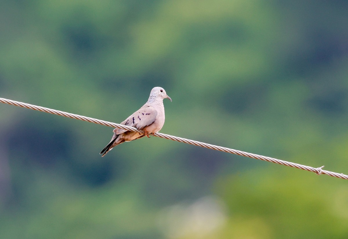 Plain-breasted Ground Dove - ML634530199