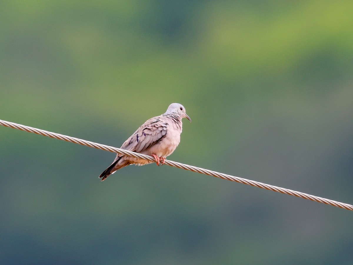 Plain-breasted Ground Dove - ML634530200