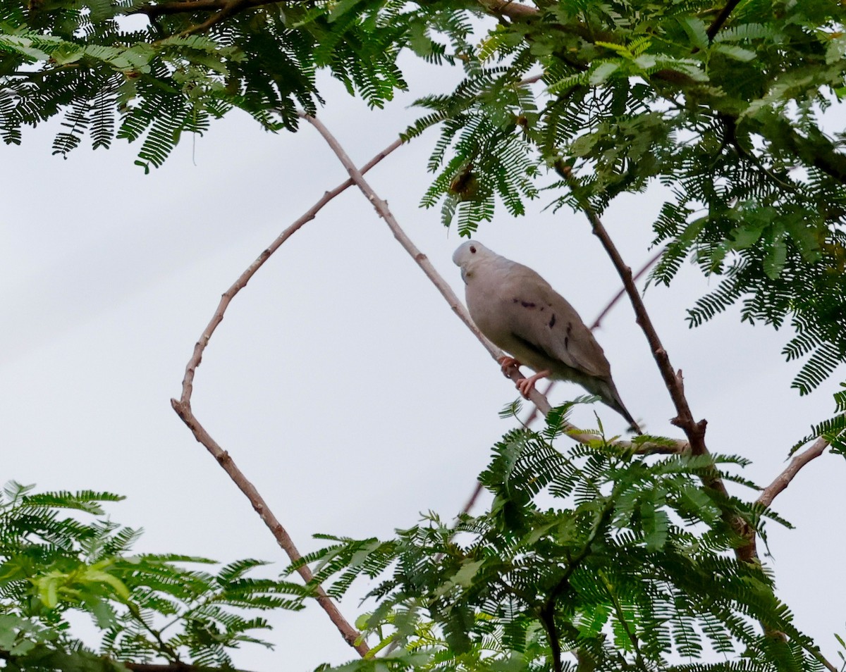Plain-breasted Ground Dove - ML634530202