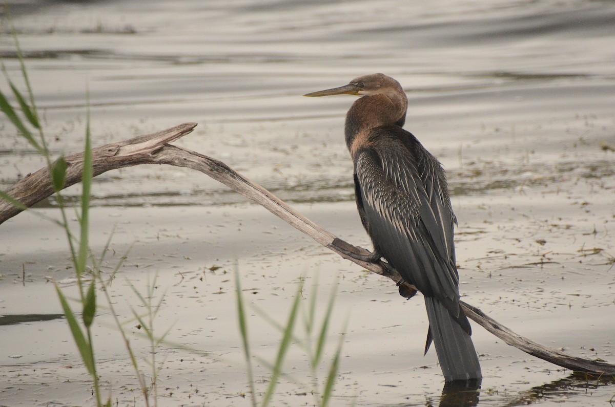 African Darter - ML634530348