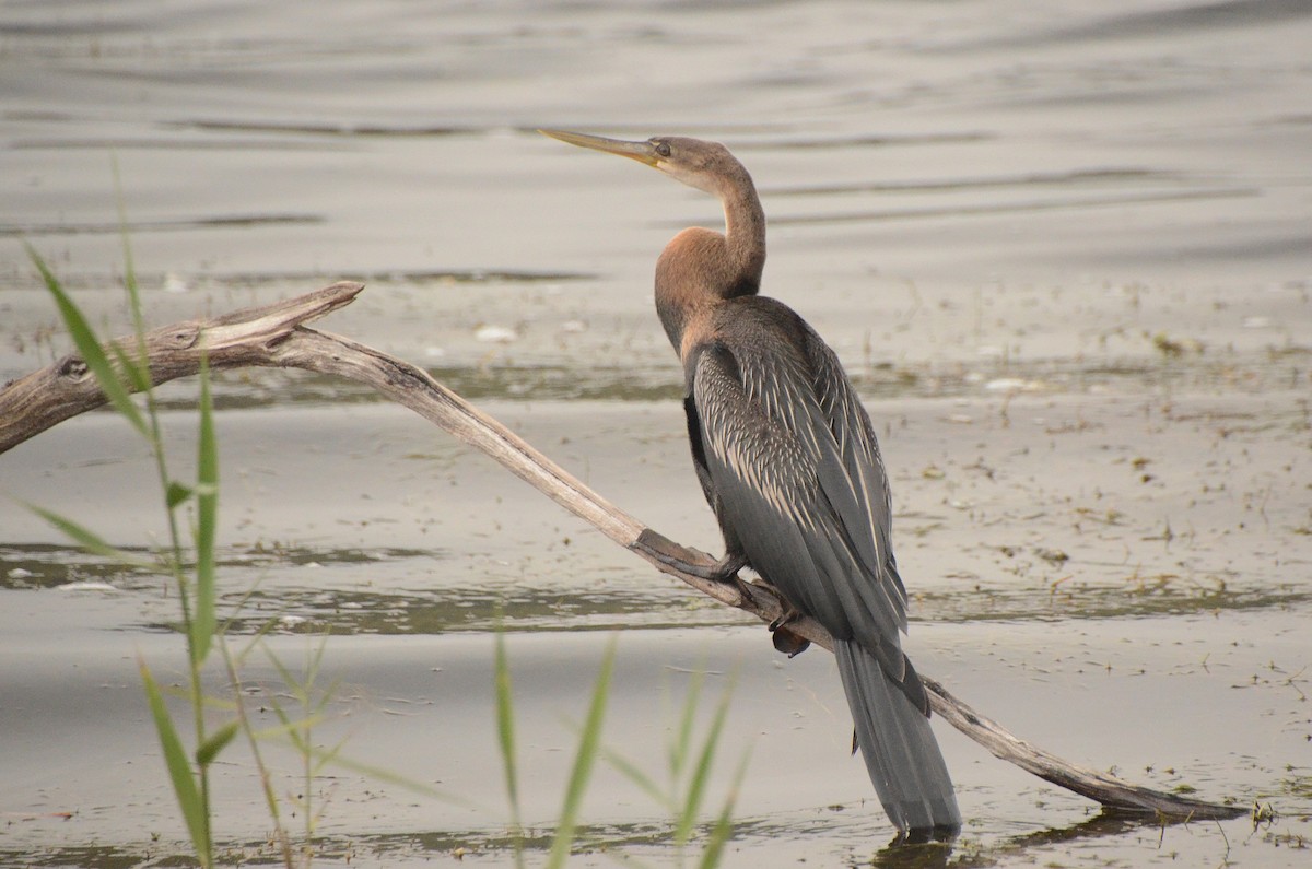 African Darter - ML634530385
