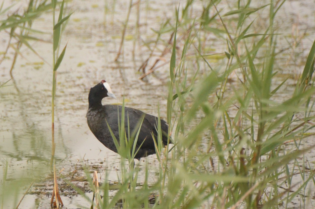 Red-knobbed Coot - ML634530429