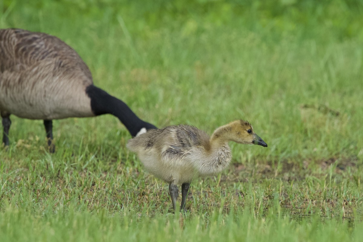 Canada Goose - ML634530444