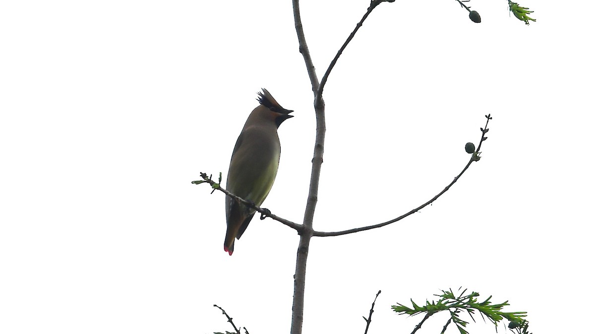Japanese Waxwing - ML634530500