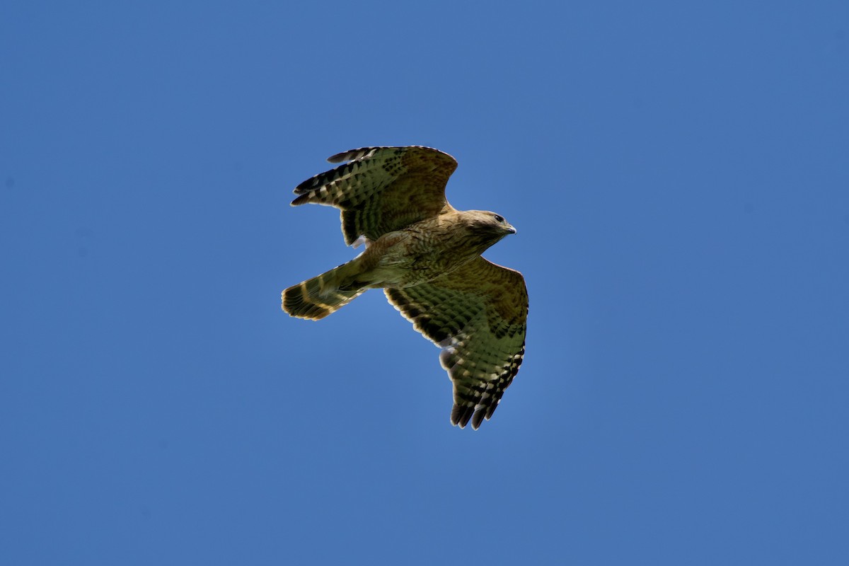 Red-shouldered Hawk - ML634530504