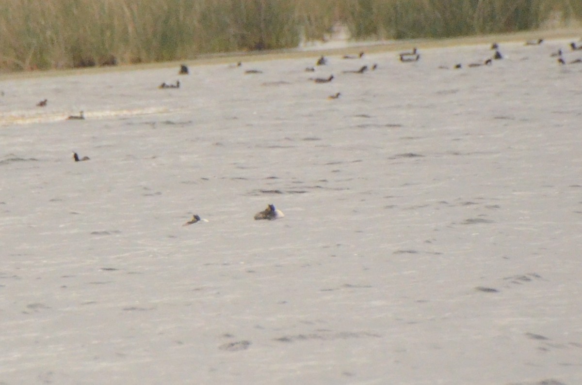 Great Crested Grebe - ML634530508
