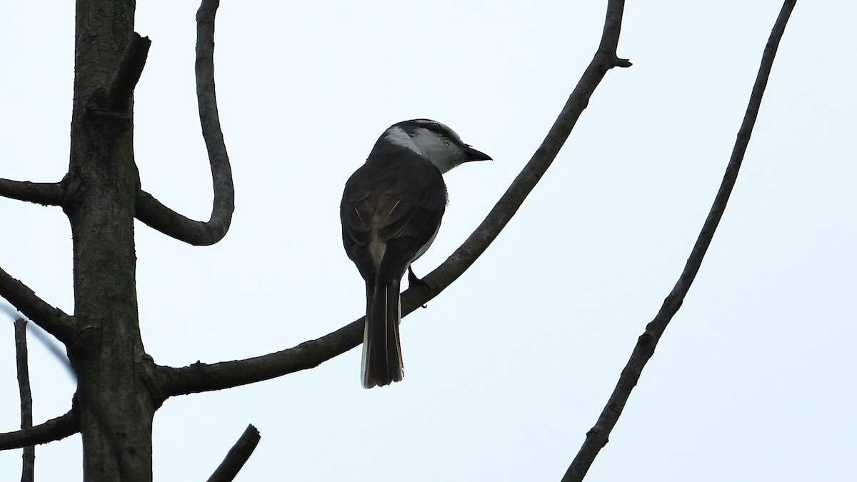 Brown-rumped Minivet - ML634530513