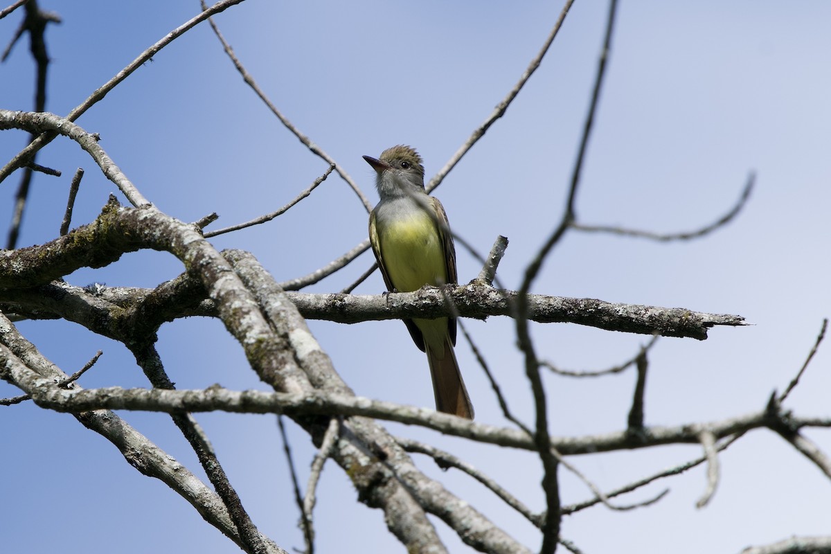 Great Crested Flycatcher - ML634530532