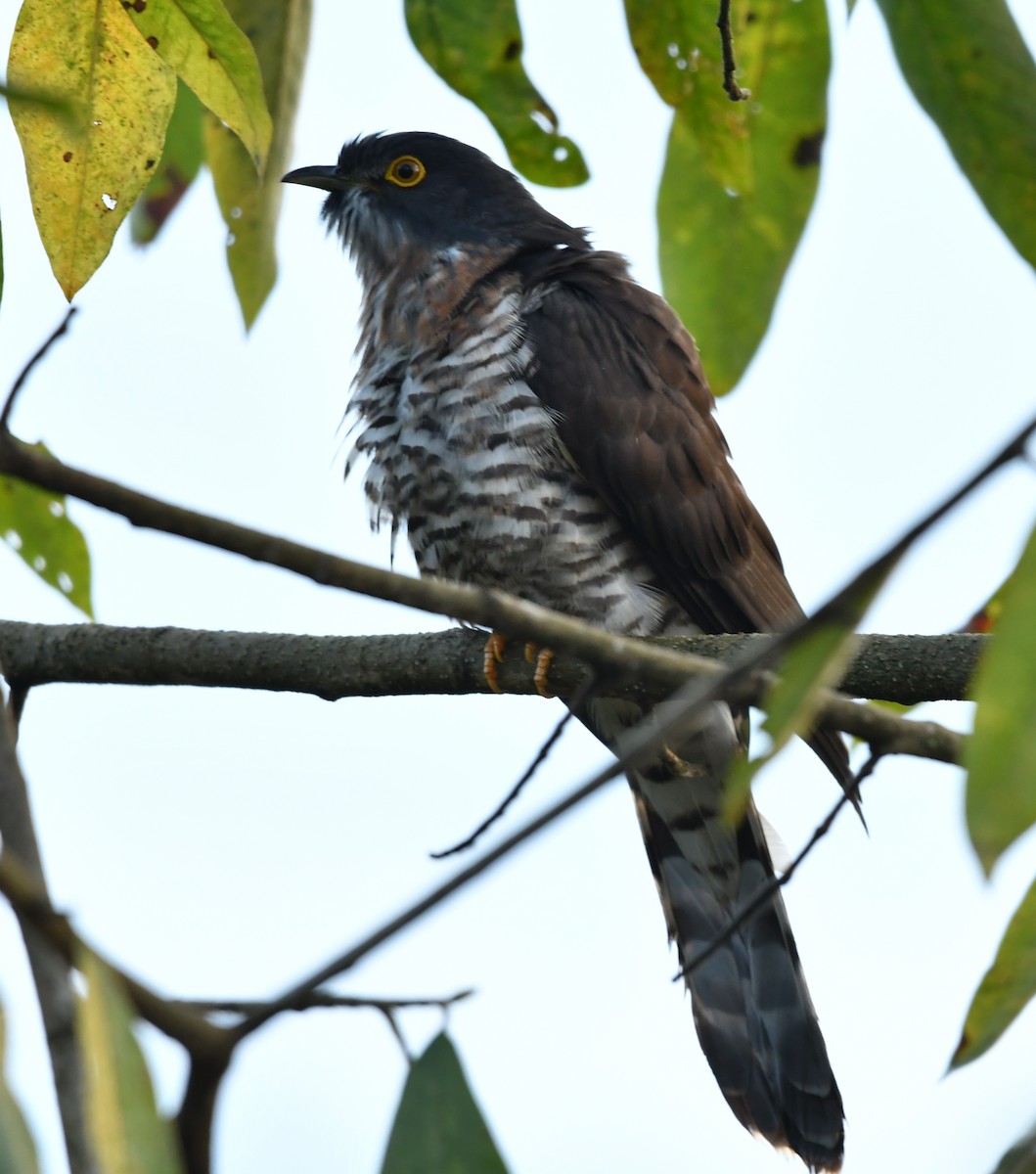 Large Hawk-Cuckoo - ML634530542