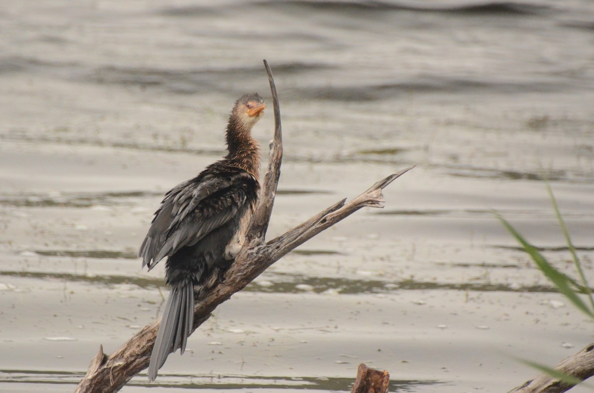 Reed Cormorant - ML634530554