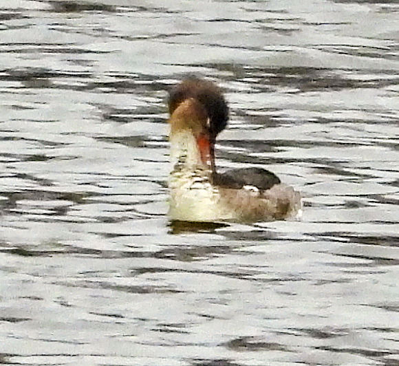 ウミアイサ - ML634530583