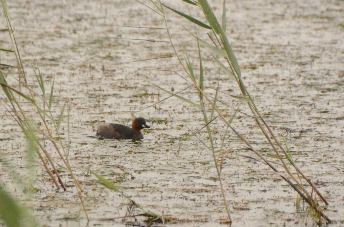 Little Grebe - ML634530585
