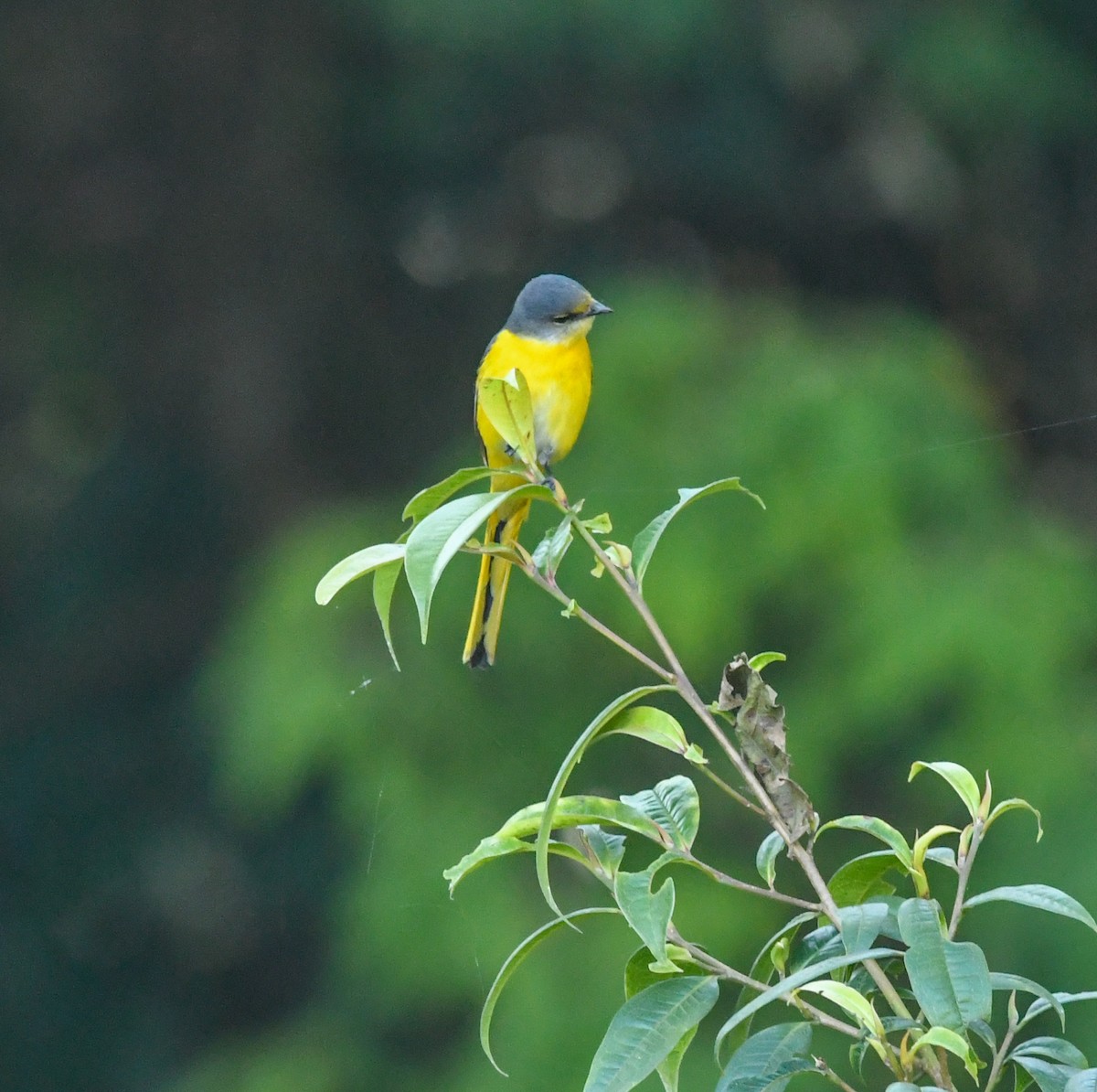 Gray-chinned Minivet - ML634530586
