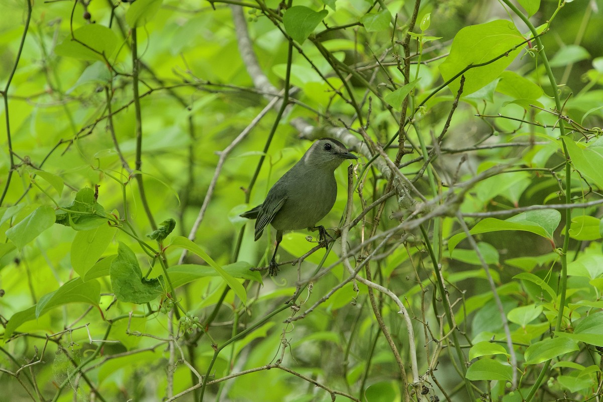 Gray Catbird - ML634530613