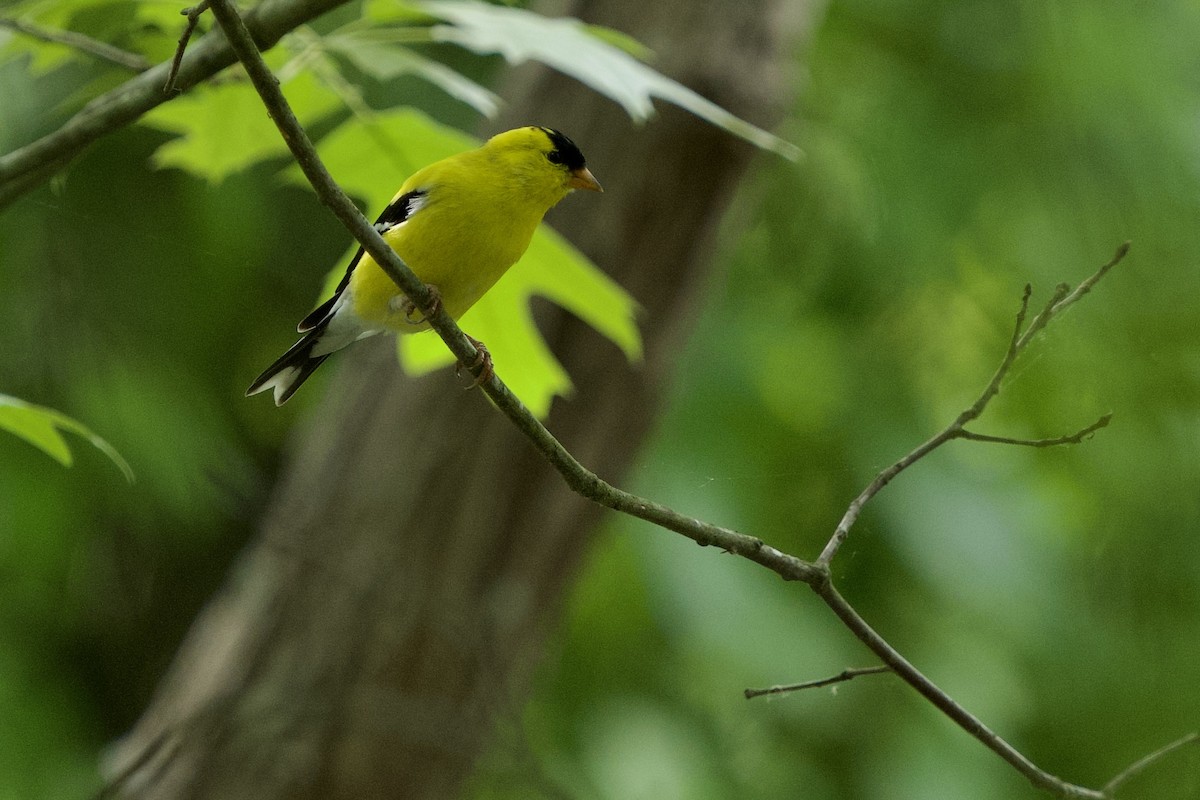 American Goldfinch - ML634530674