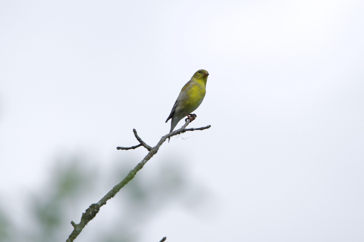 American Goldfinch - ML634530675