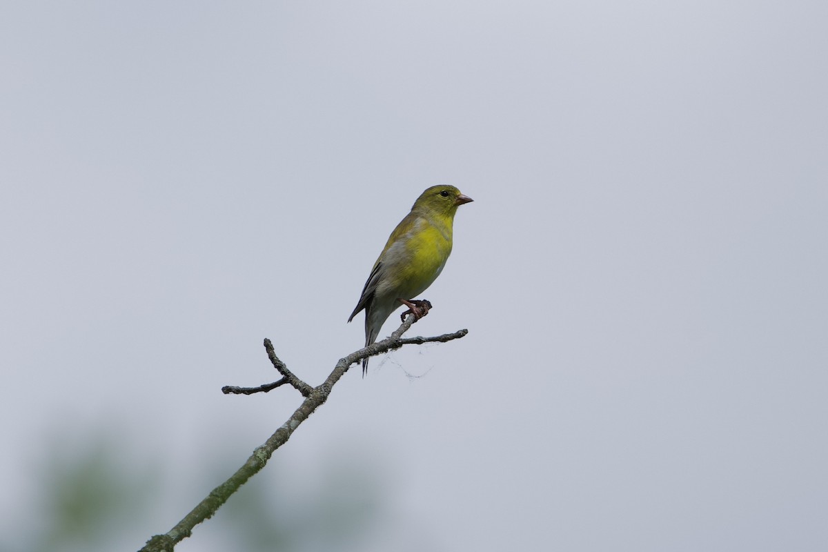 American Goldfinch - ML634530676