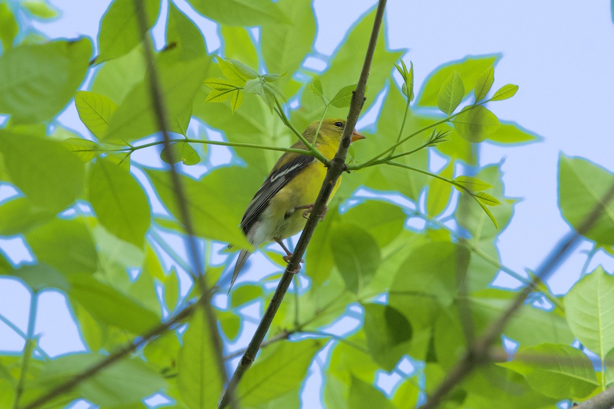 American Goldfinch - ML634530677