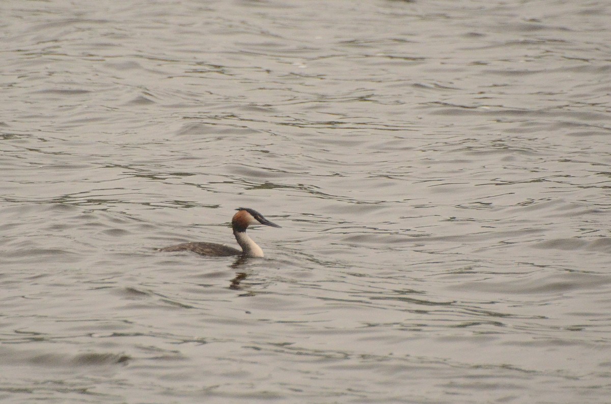 Great Crested Grebe - ML634530681