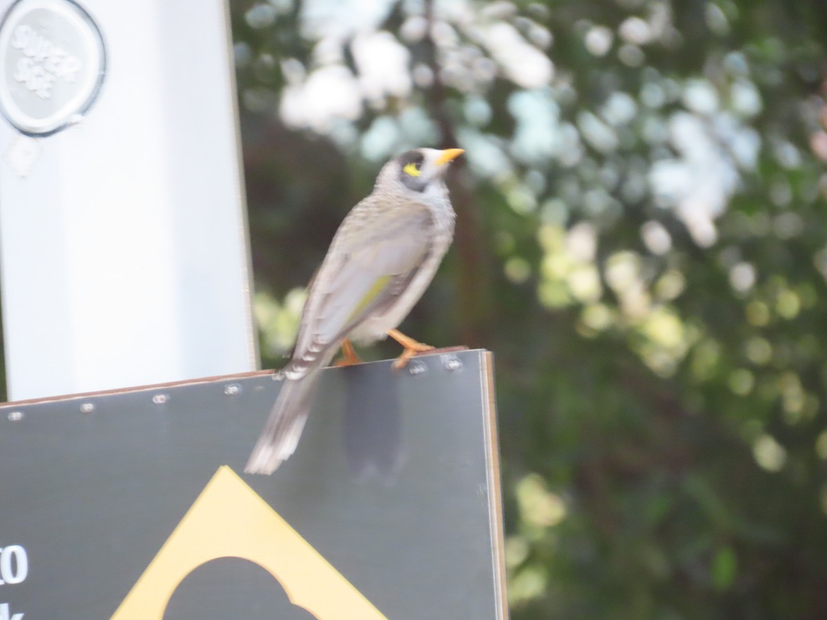 Noisy Miner - ML634530682
