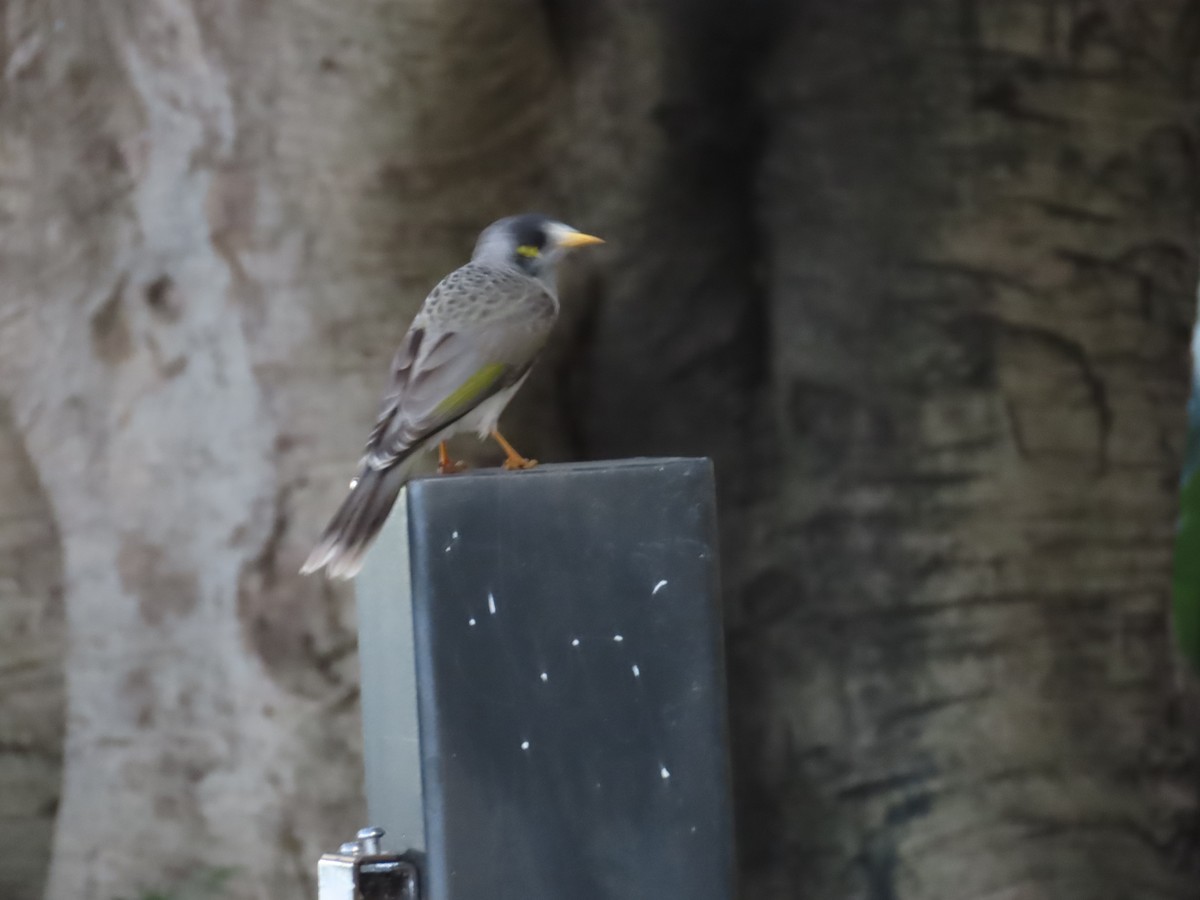 Noisy Miner - ML634530683