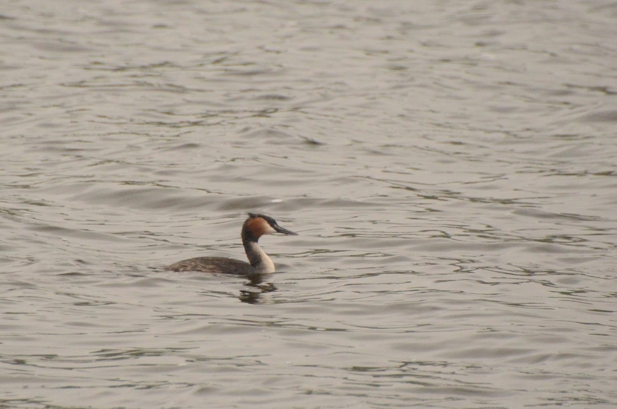 Great Crested Grebe - ML634530712