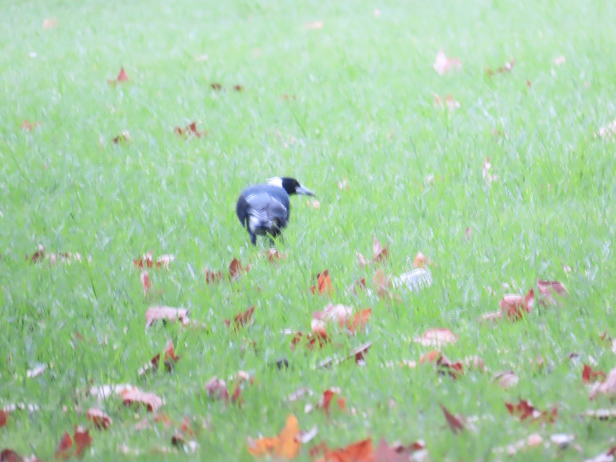 Australian Magpie - ML634530727