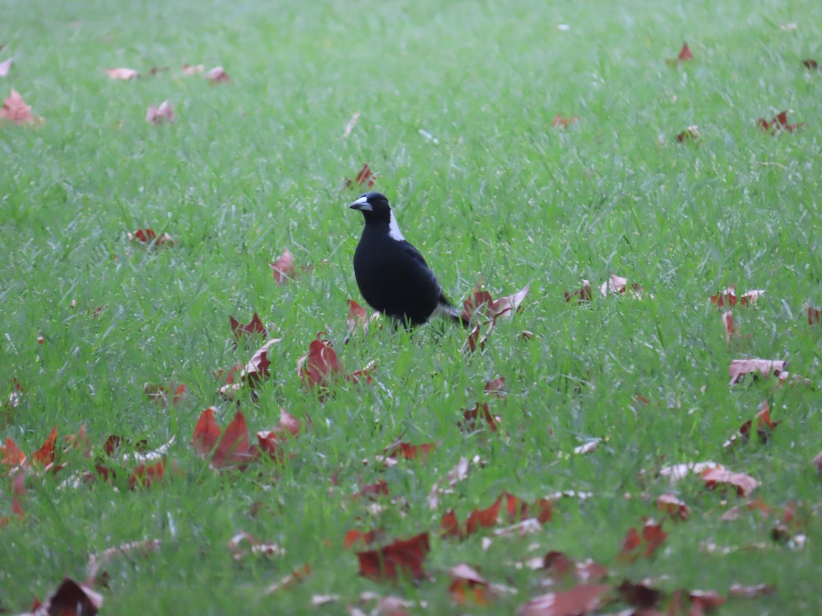 Australian Magpie - ML634530728