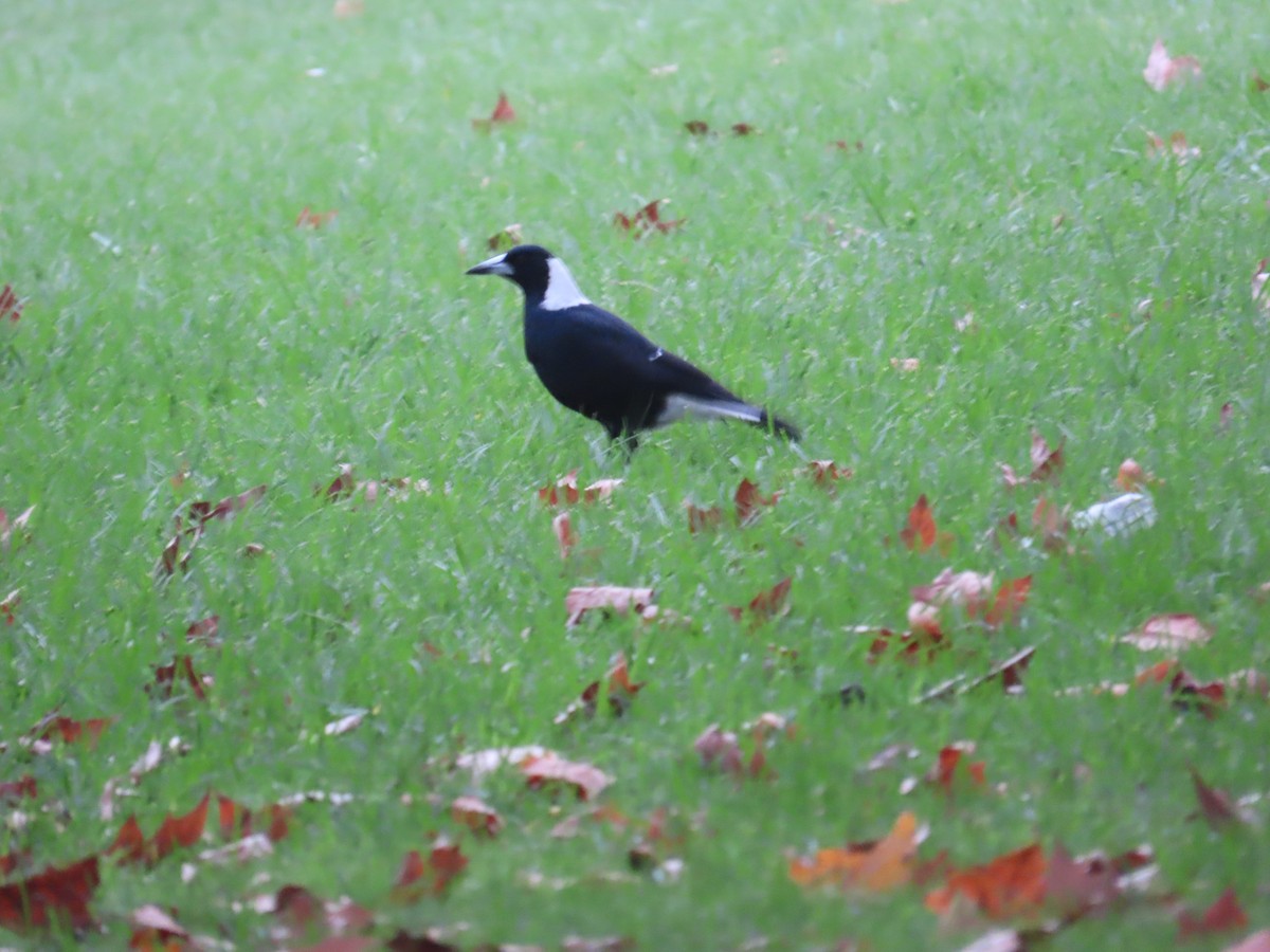 Australian Magpie - ML634530731