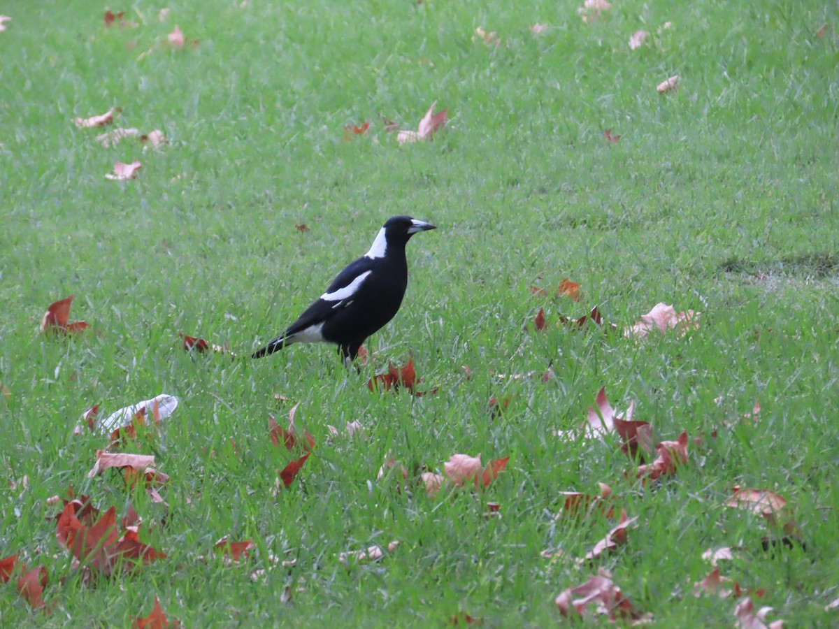 Australian Magpie - ML634530732