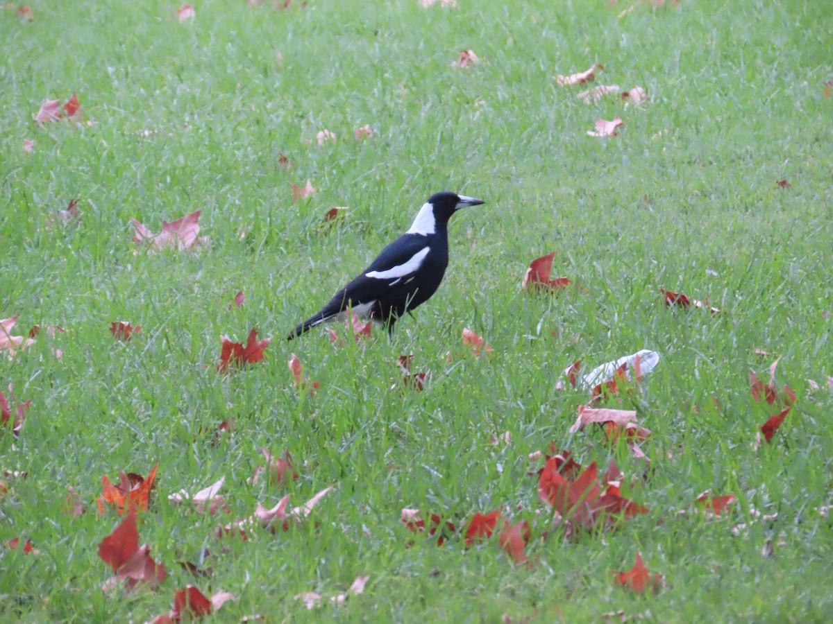 Australian Magpie - ML634530733