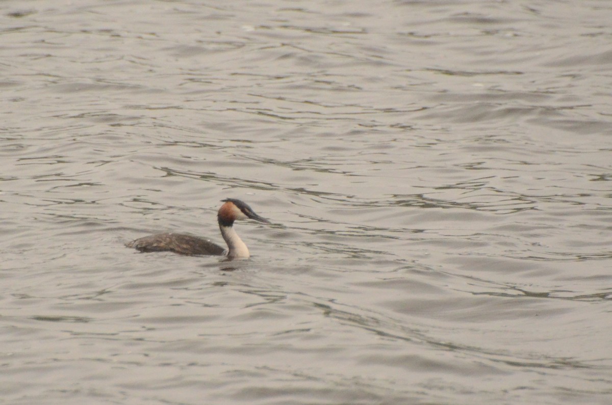 Great Crested Grebe - ML634530735