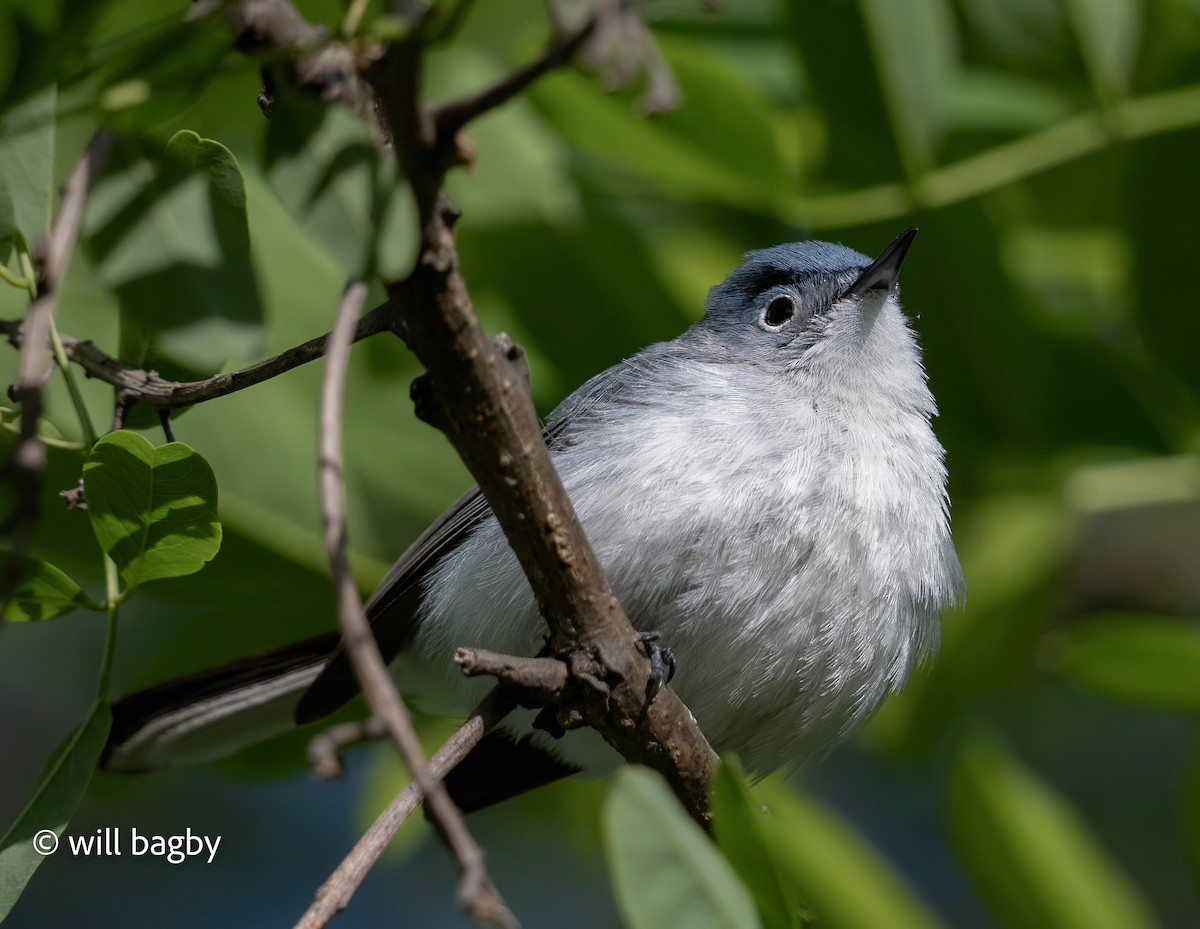 Blue-gray Gnatcatcher - ML634531083