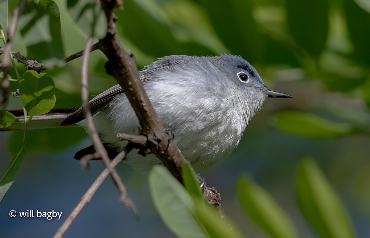 Blue-gray Gnatcatcher - ML634531084