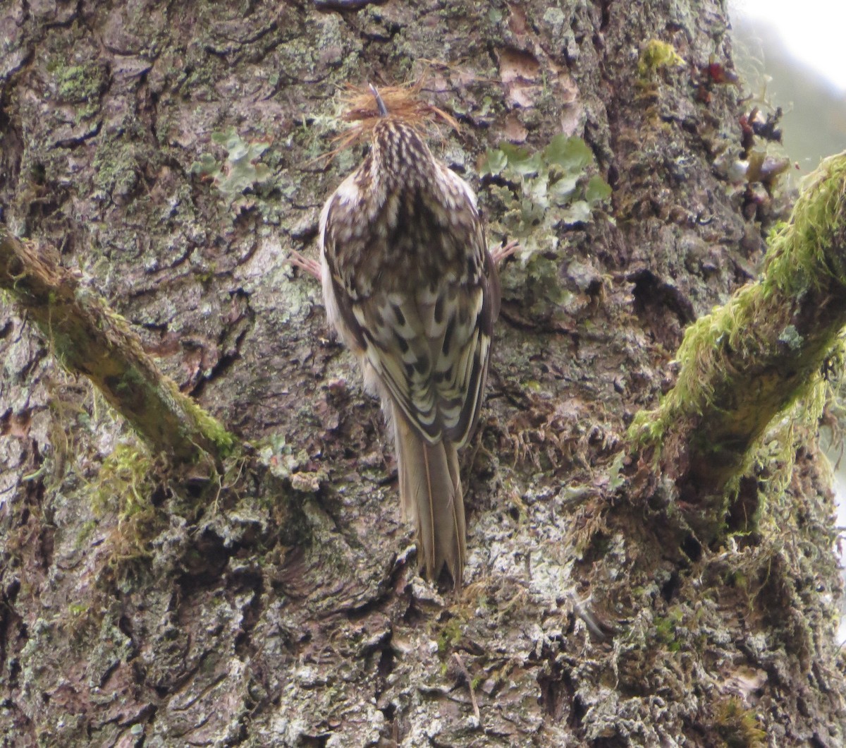 Brown Creeper - ML634531099