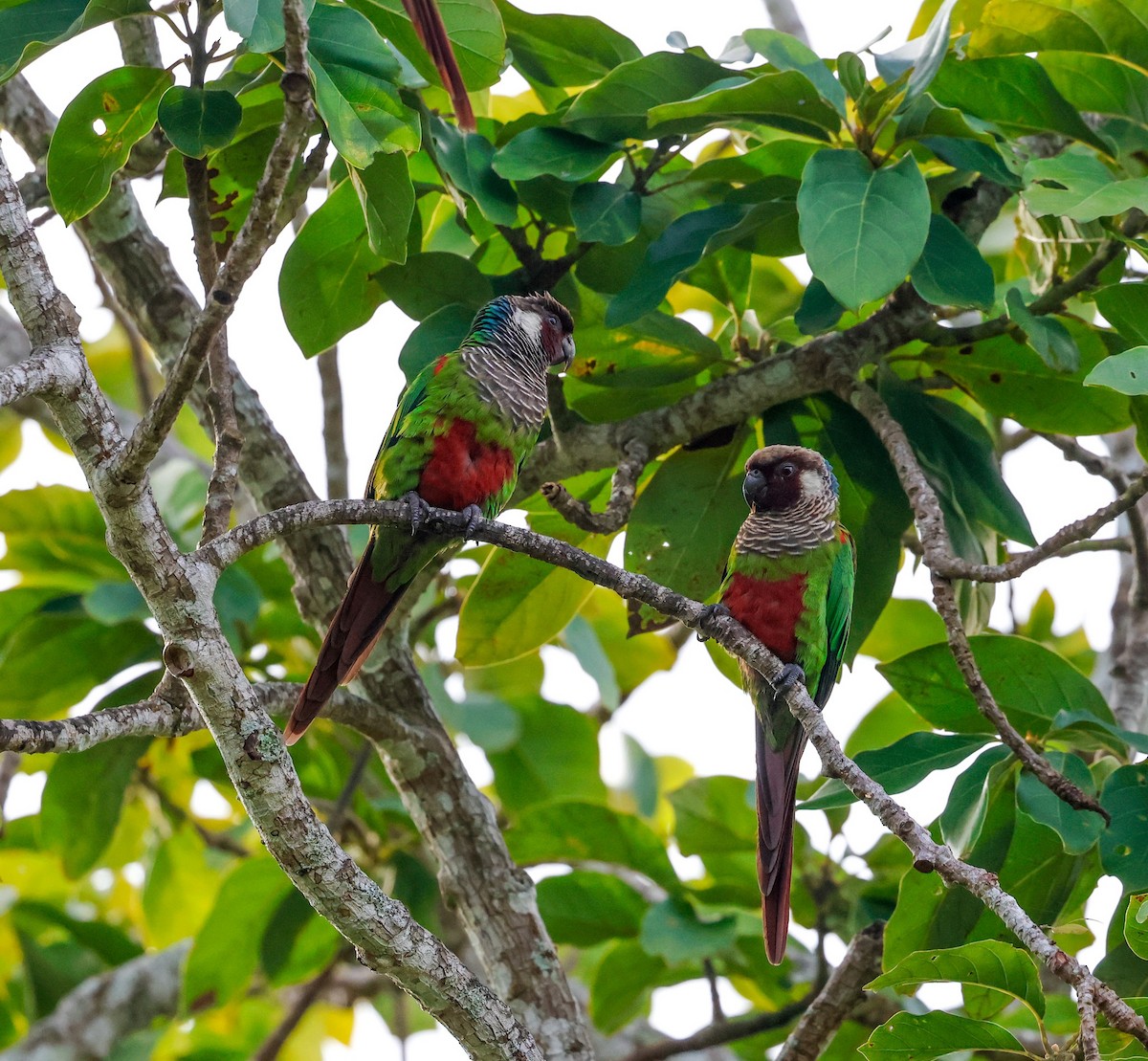 Gray-breasted Parakeet - ML634531179